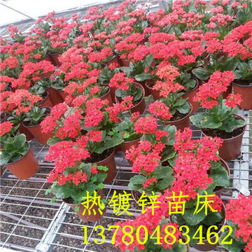 <a href='/' target='_blank'><a href='http://www.banos10china.com/miaochuangsheshi/203.html'target='_blank'>花架網</a></a>