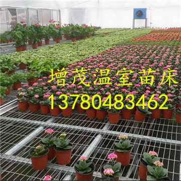 溫室<a href='/' target='_blank'><a href='http://www.banos10china.com/miaochuangsheshi/203.html'target='_blank'>花架網</a></a>廠家 溫室<a href='/' target='_blank'><a href='http://www.banos10china.com/miaochuangsheshi/203.html'target='_blank'>花架網</a></a>廠家