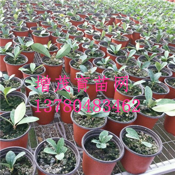 <a href='/' target='_blank'>溫室苗床</a>